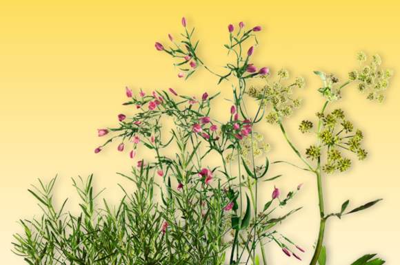 Die drei Pflanzen Rosmarin, Tausendgüldenkraut und Liebstöckel vor gelbem Hintergrund